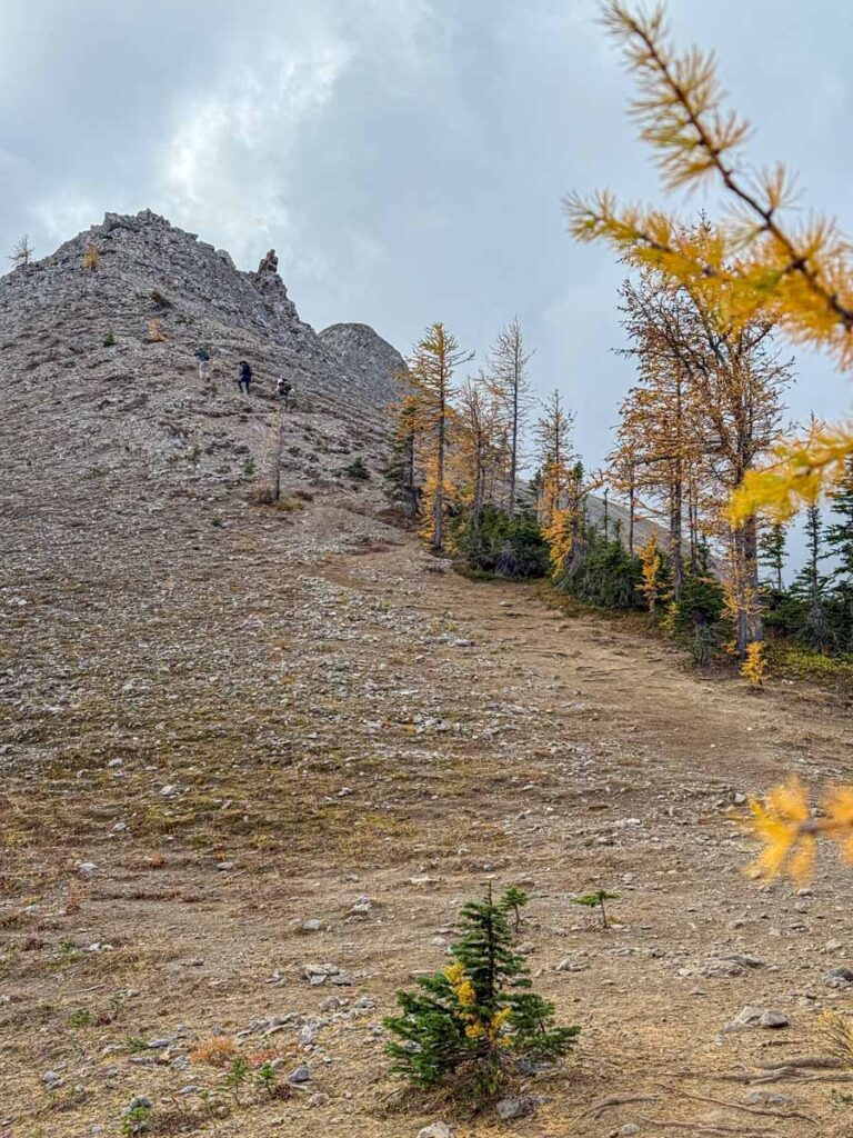 The initial ascent from the forest into the alpine zone on the Tent Ridge hiking trail in Kananaskis.