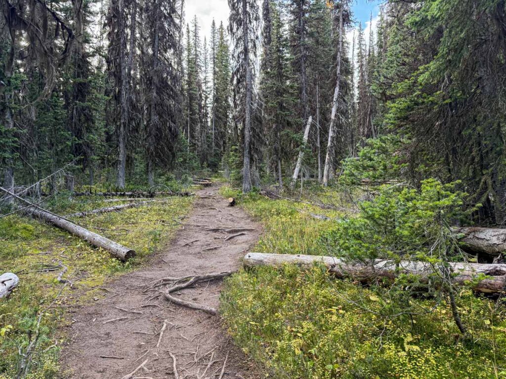 The forested section near the trailhead of the Tent Ridge Horseshoe Trail.