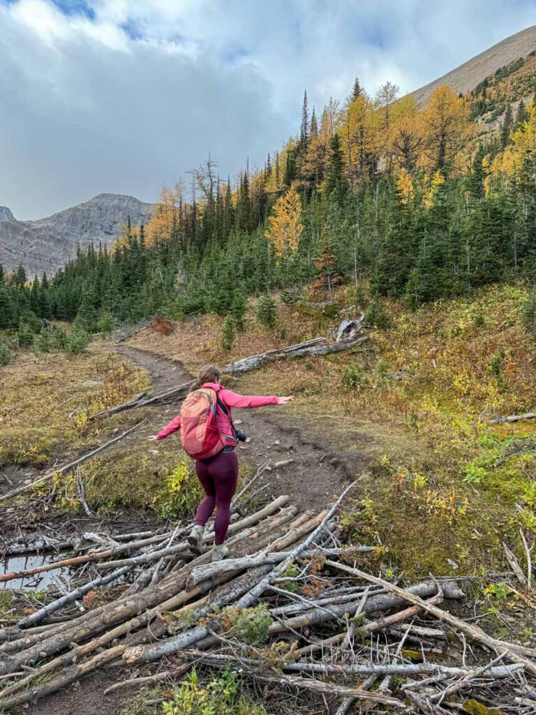 Celine Brewer crosses a makeshift bridge while hiking Tent Ridge in Kananaskis Country.