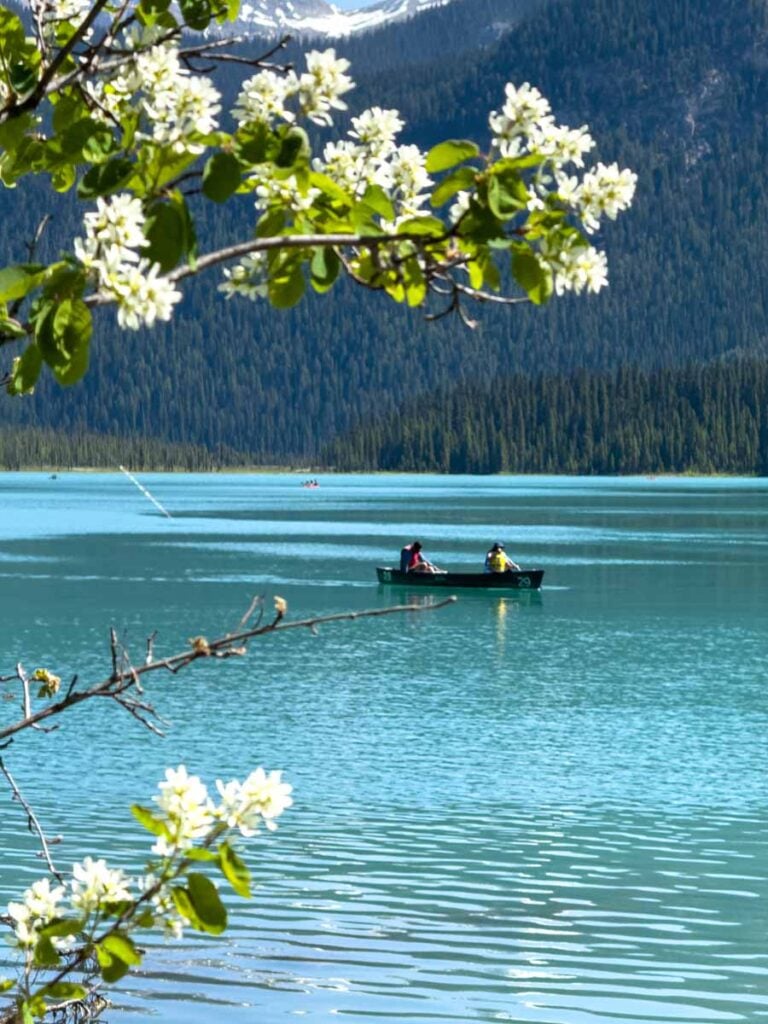 White flowers bloom on a tree near Emerald Lake in springtime.