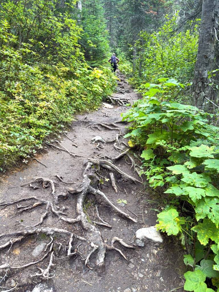 A challenging section of the Emerald Lakeshore Trail has many tree roots.