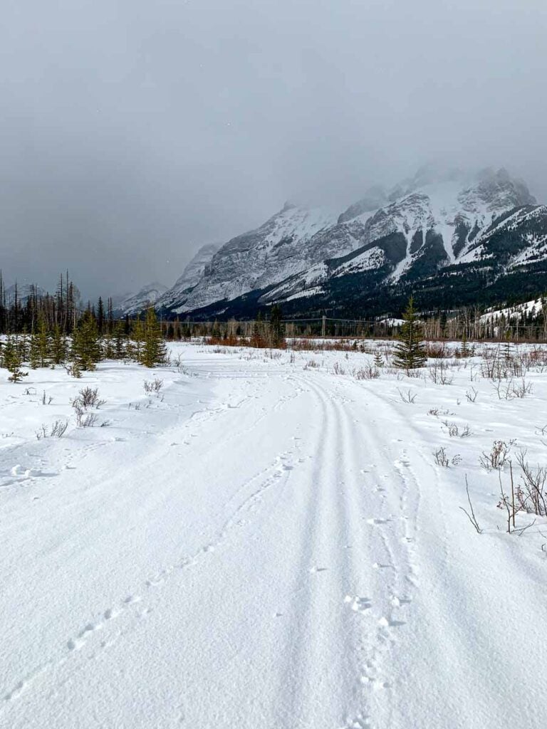 Fresh snow on top of ski tracks on the Bill Milne Cross Country Ski Trail in Kananaskis Country.