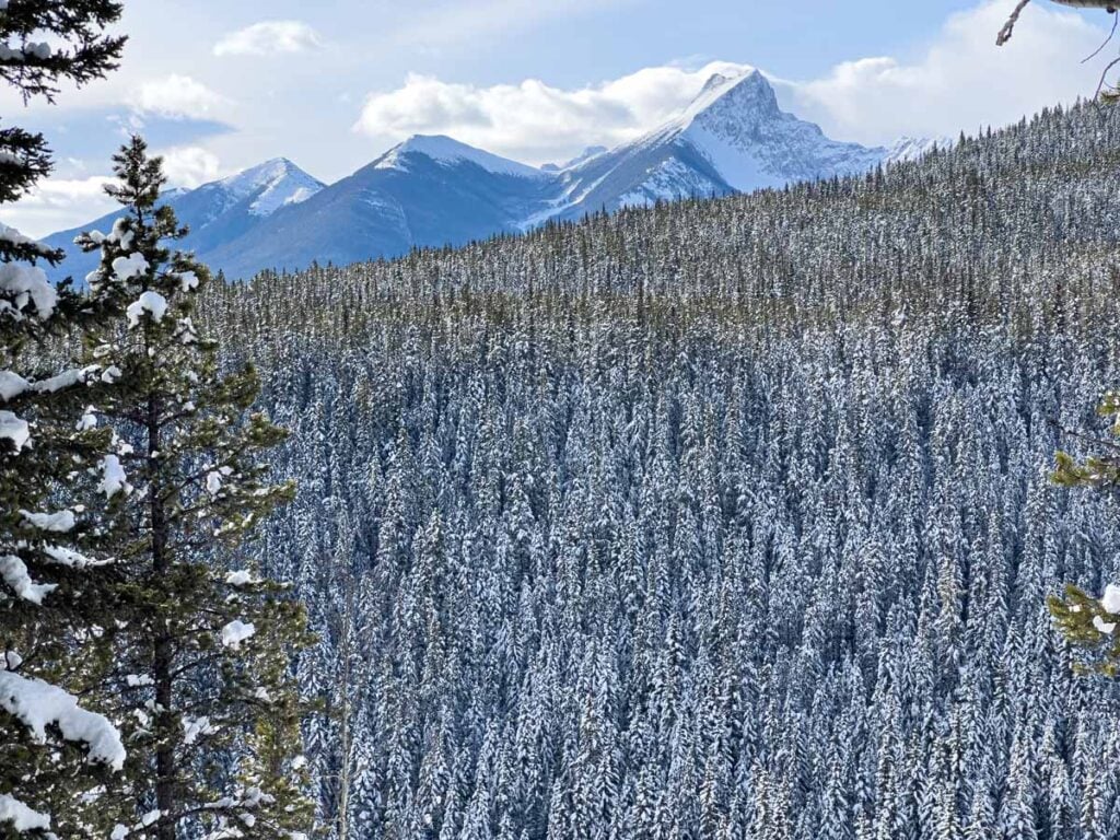 Snow capped mountains and a snowy forest seen from the Ribbon Creek cross-county ski trail.