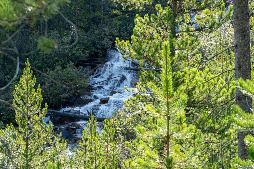 A powerful section of rapids on Stanley Creek as seen from the Stanley Glacier hiking trail.