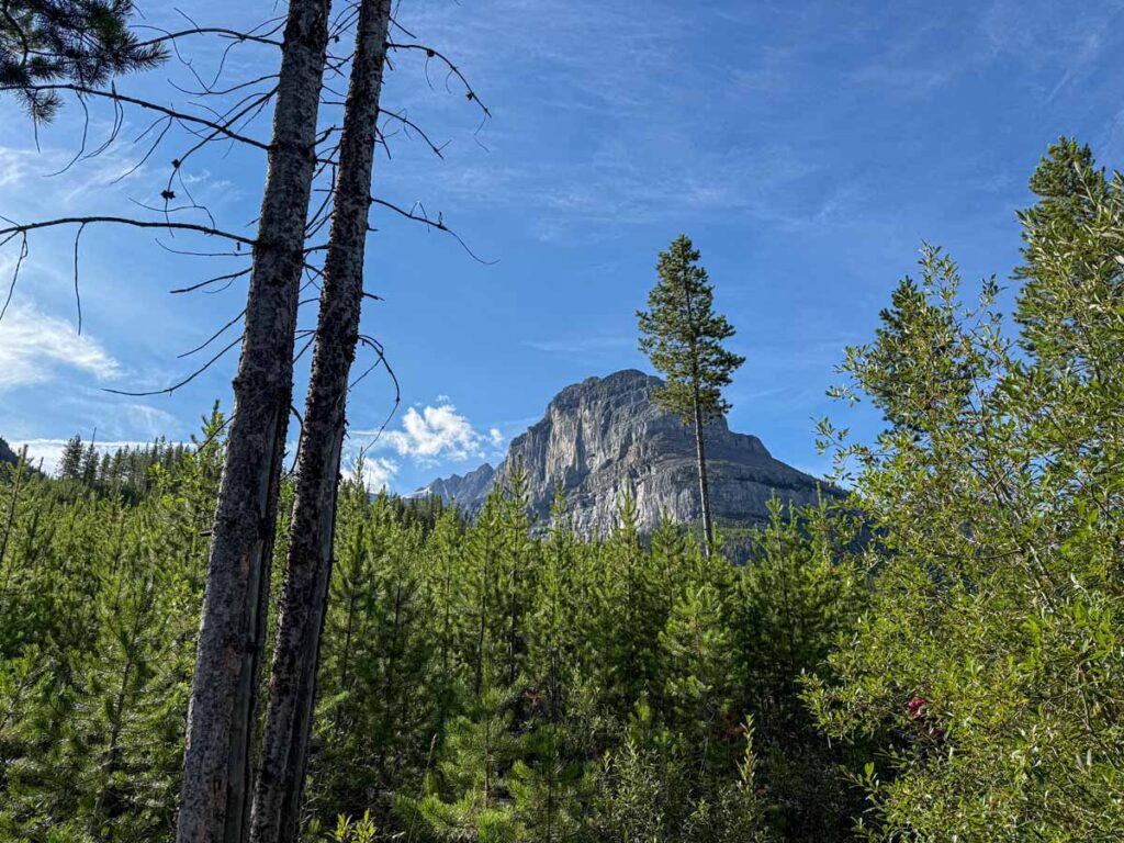 An imposing shoulder from Stanley Peak seen through the trees on the Stanley Glacier hike.