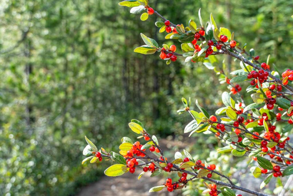 A bush with bright red buffalo berries on the Stanley Glacier Trail in Kootenay National Park.