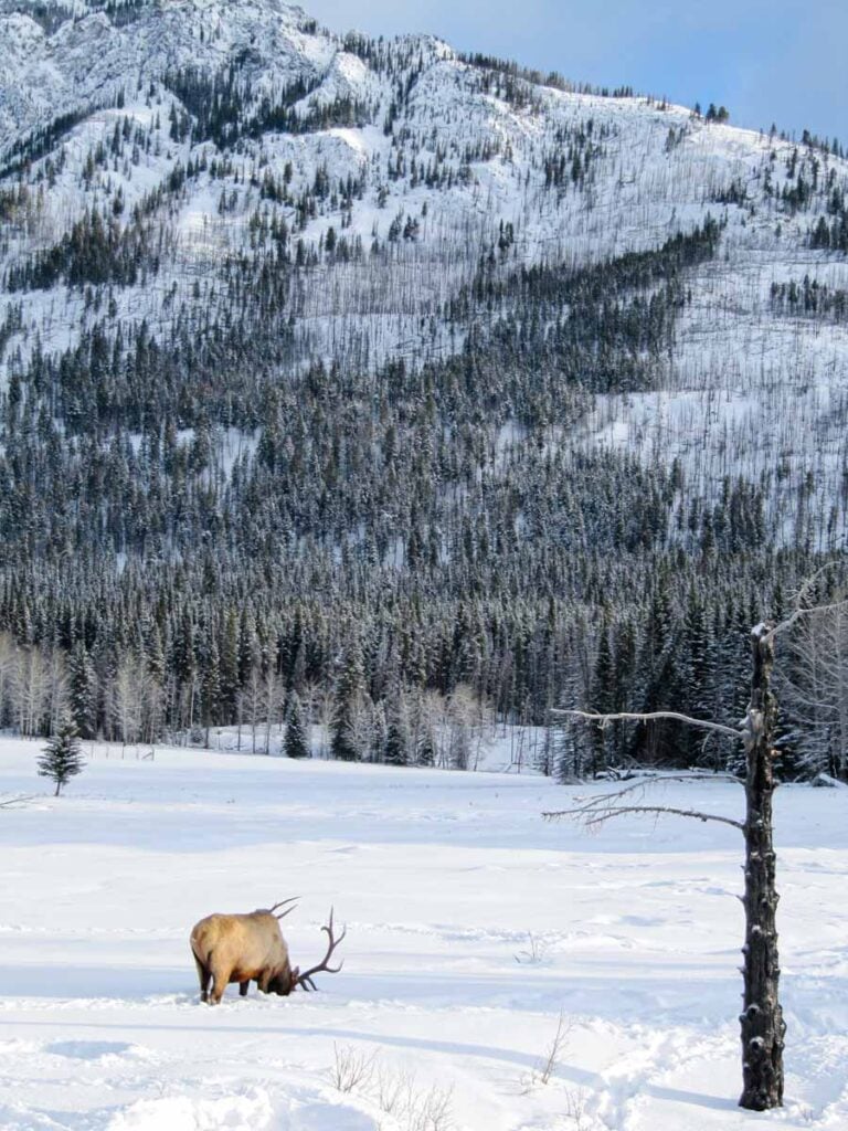 A large bull elk grazes in a snowy meadow in Banff National Park in February.