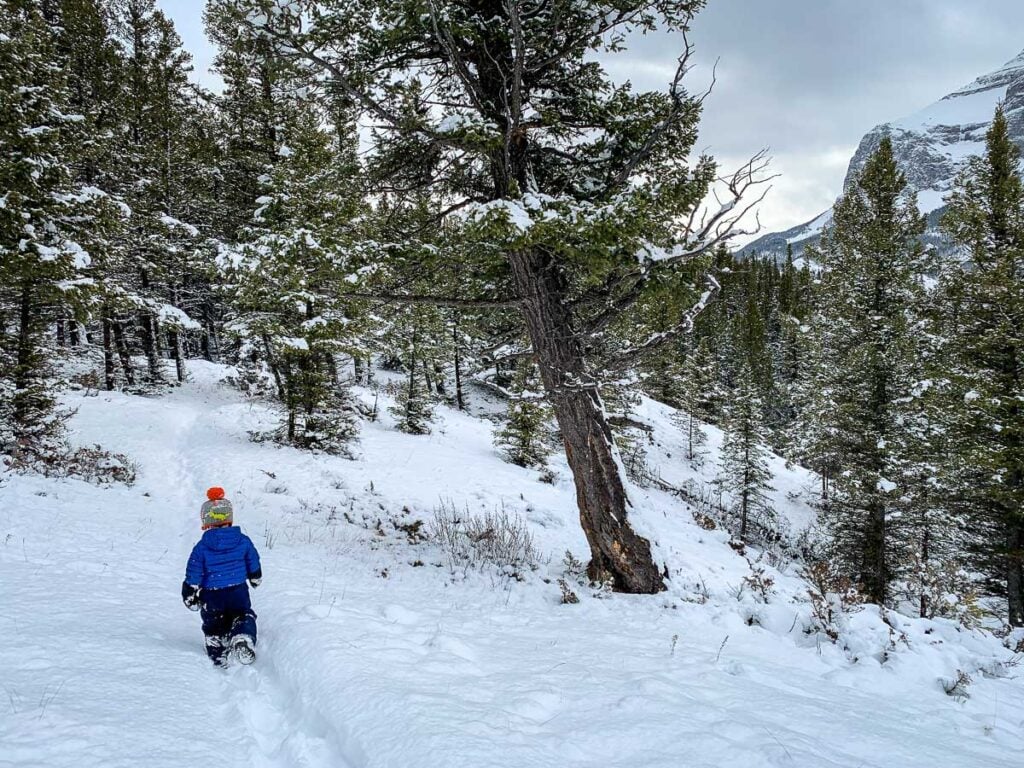 A Brewer child in a blue snowsuit walking up a snowy forest trail during a Banff winter hike.